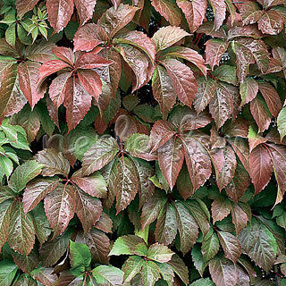 Parthenocissus Quinquefolia Redwall ® 'Troki'