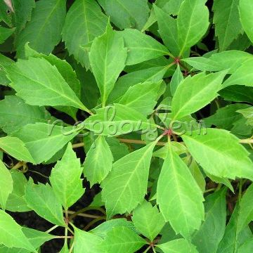 Parthenocissus Quinquefolia Var. Engelmannii