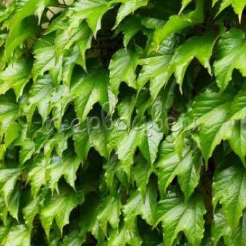 Parthenocissus Tricuspidata 'Green Spring'