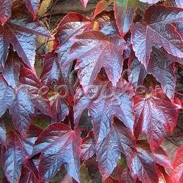 Parthenocissus Tricuspidata 'Veitchii'