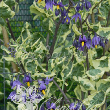 Solanum Dulcamara 'Variegatum'