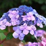 Гортензия крупнолистная Твист-н-Шаут - фото 3