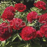 Пион молочноцветковый Ред Чарм - фото 3