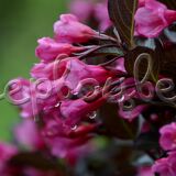 Вейгела цветущая Вайн энд Роуз - фото 4