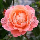 Роза Мари Кюри штамбовая - фото 3