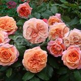 Роза Чипендейл на штамбе - фото 3