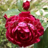 Роза Квадра - фото 2