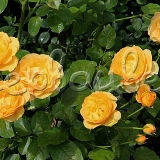 Роза флорибунда Абсолютли Фабулус - фото 1