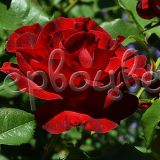 Роза Дам де Кер штамбовая - фото 1