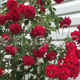Роза Рамблин Рози - фото 2