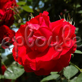 Роза Рамблин Рози - фото 3