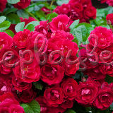 Роза почвопокровная Ред Фэйри - фото 1