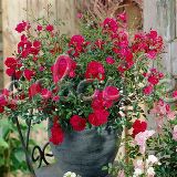 Роза почвопокровная Ред Фэйри - фото 2