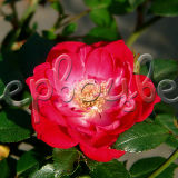 Роза почвопокровная Ред Фэйри - фото 3