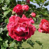Роза Пол Скарлет - фото 1