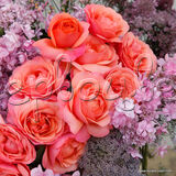 Роза Корал Лионс-Розе - фото 1