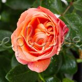 Роза Корал Лионс-Розе - фото 2