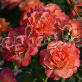 Роза Корал Лионс-Розе - фото 3