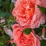 Роза Корал Лионс-Розе - фото 4