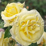 Роза Лимона - фото 1