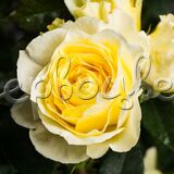 Роза Лимона - фото 3