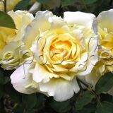 Роза Лимона - фото 4