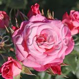 Роза Ксения - фото 1