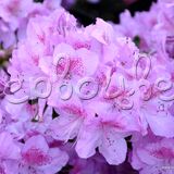 Рододендрон тупой Ледиканенс - фото 4