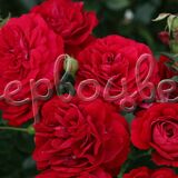 Роза Бордо - фото 1