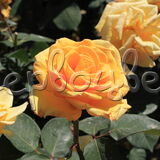Роза Альба Кьяра - фото 1