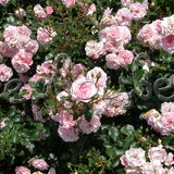 Роза Боника 82 штамбовая - фото 2