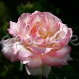 Роза Принцесса Монако - фото 3