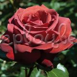Роза Терракота - фото 1