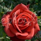 Роза Терракота - фото 4