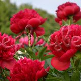 Пион молочноцветковый Ред Мэджик - фото 4